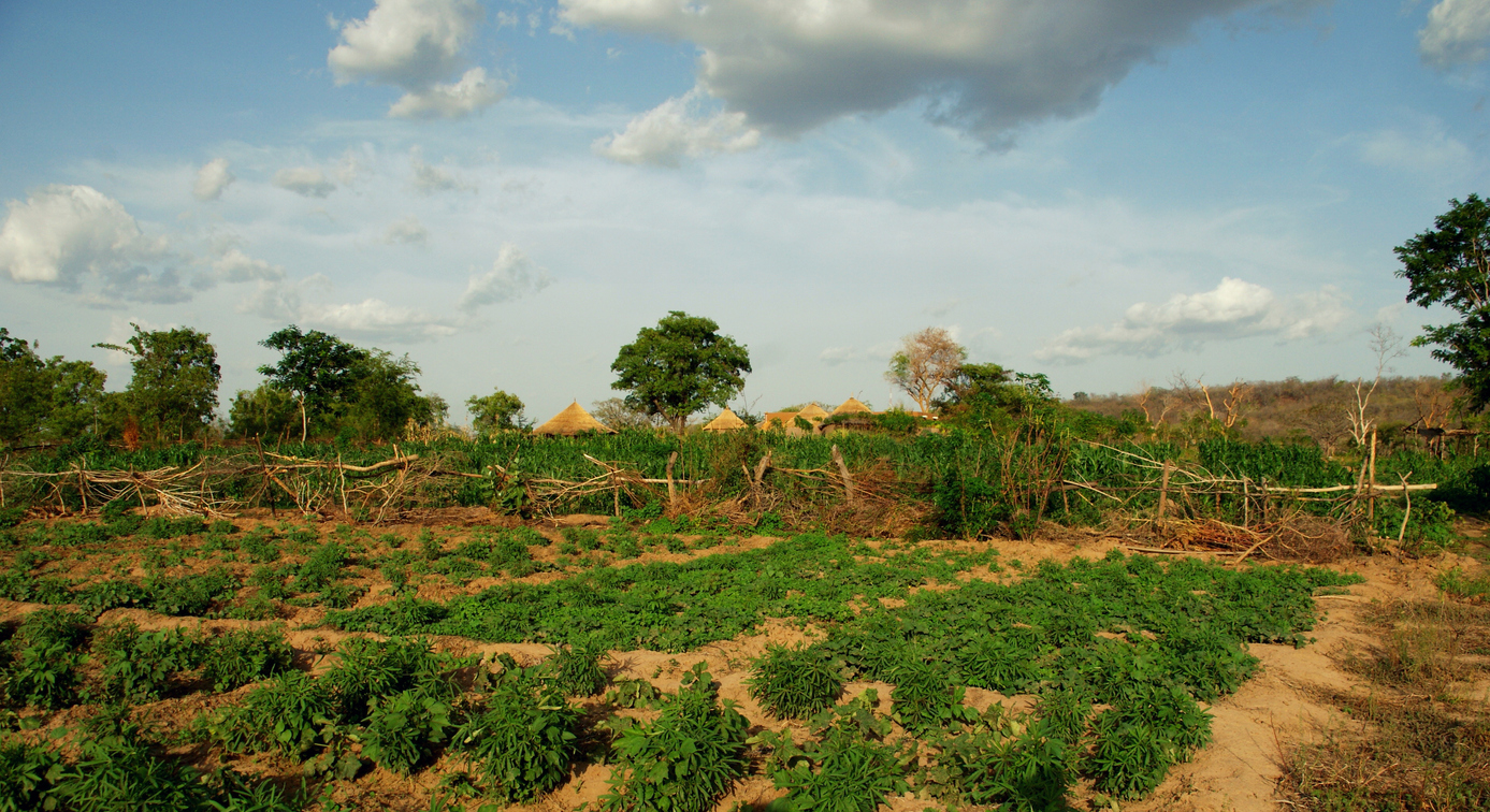 Octragon Farmland — Cassava and Cashew, Ogigi Kwara State